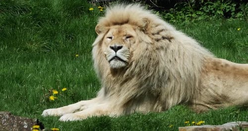 Weißer Löwe, Panthera Leo Krugensis, Männchen liegend, Echtzeit 4K