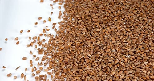 Wheat, triticum sp. falling against white Background, Slow motion 4k