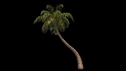 Realistic Swaying Palm Tree Animation