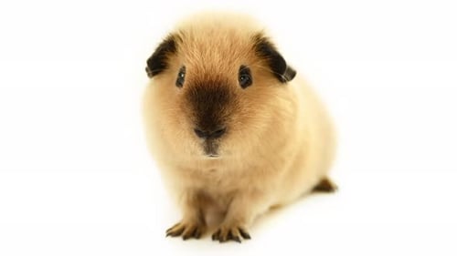 Guinea pig portrait