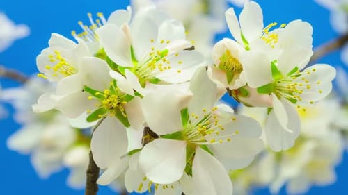 Almond Flower Blossom 6