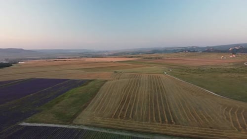 Aerial View on Ripe Wheat Field in Countryside