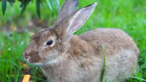 Rabbit