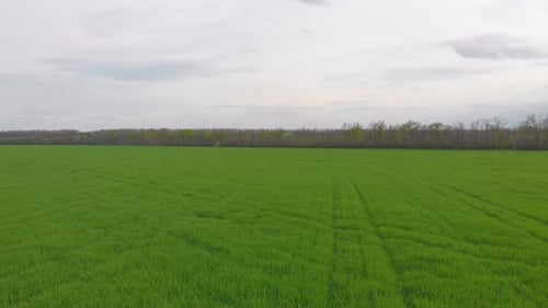 Flying Over The Green Field