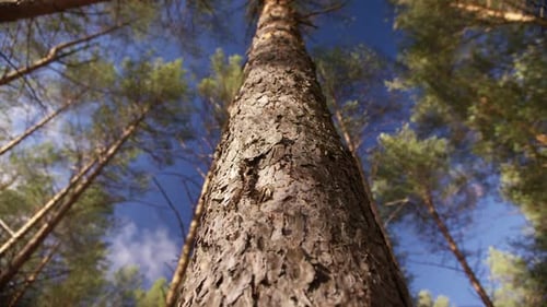 Bark on a Pine Trunk in a Sunny Forest