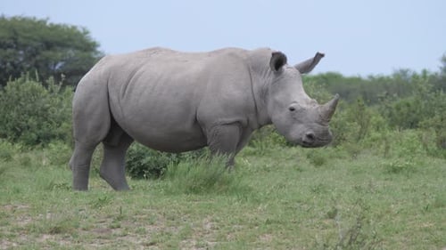 Rhino running away