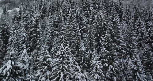 Drone Towards Snow Covered Fir Trees In Forest