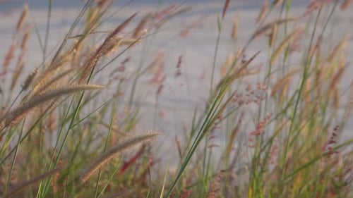 Wild Grass Blowing Gently in the Wind