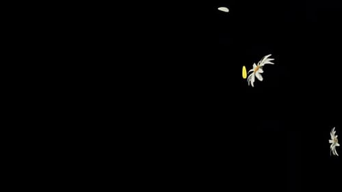 Falling Flowers and Petals Overlay Animation