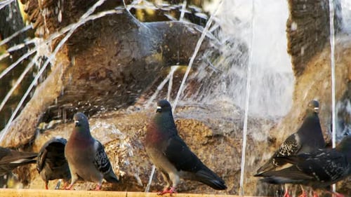 Tierische Vogeltauben
