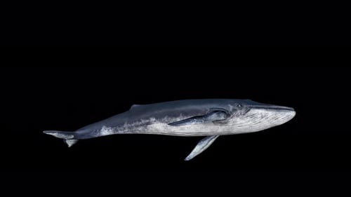 Realistic Blue Whale Swimming with Alpha Channel