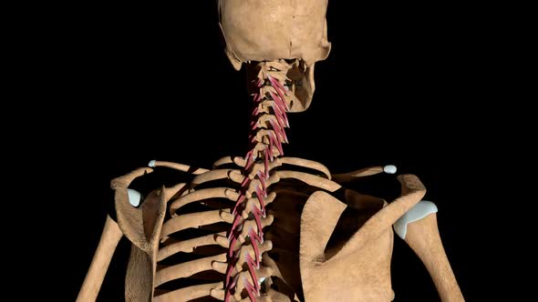 Rotators Muscles Of The Spine On Skeleton, Backgrounds Motion Graphics ...