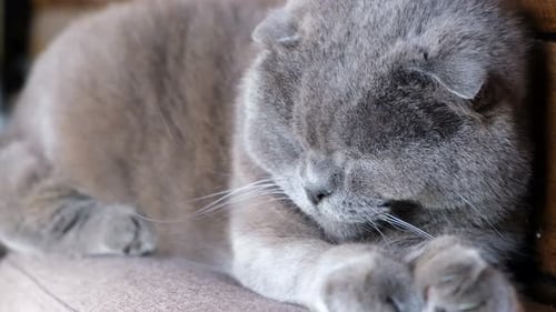 Cute Grey Cat Sleeping Peacefully