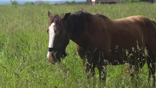 Pferd auf einer Sommerweide