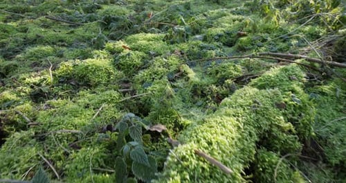 Mit grünen Moosen bewachsener Waldboden, Nord-Zentralfrankreich.