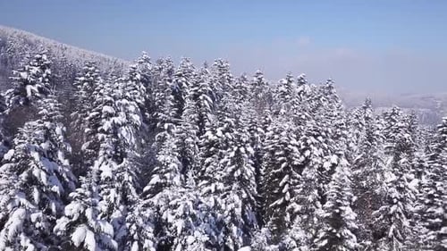 Winter Coniferous Forest . View From Above. Aerial View
