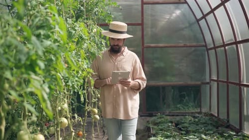 Bearded Farmer with Tablet Inspecting Tomato Crop