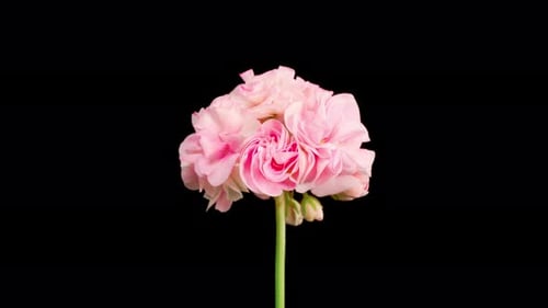 Pink Flower Blossoming on Black Background Time Lapse
