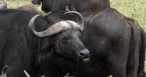 Afrikanischer Büffel, Syncerus Caffer, Erwachsener, der wiederkäut, Masai Mara Park in Kenia, Echtzeit 4K