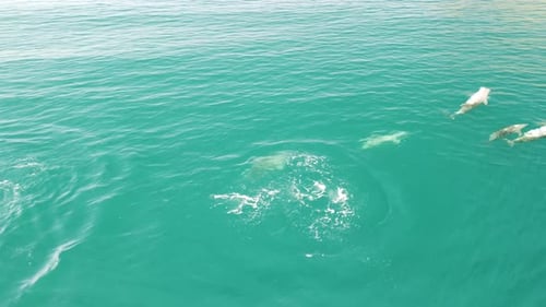 Aerial View of the Dolphins Slowly Swimming in Crystal Clear Calm Turquoise Waters