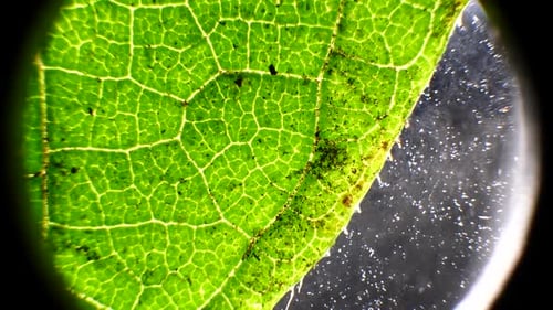 Green Leaf Analysis