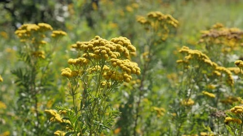 Shallow DOF tansy Tanacetum vulgare plant in the field close-up 4K video