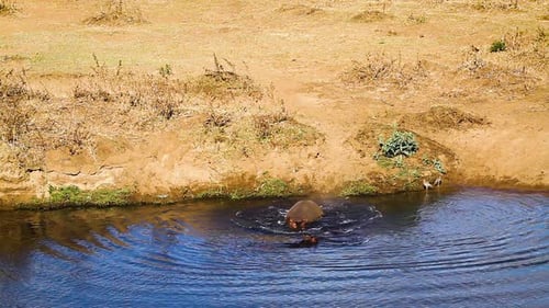 Hippopotamus in Kruger National park, South Africa