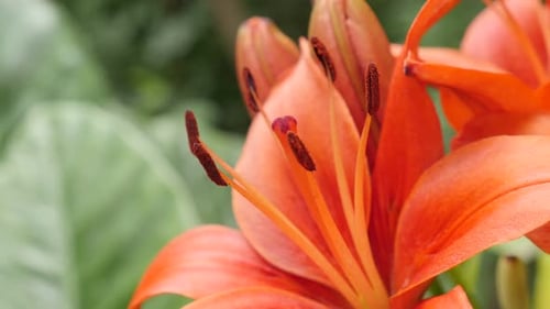 Herbaceous tiger lily flower shallow DOF 4K 2160p 30fps UltraHD footage - Close-up details of Lil