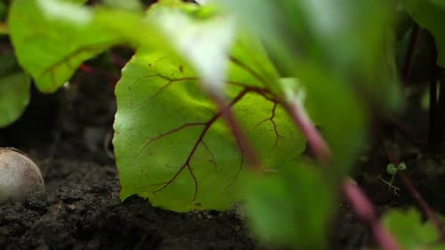 Man Pulls Beets Out of the Ground. Slow Motion