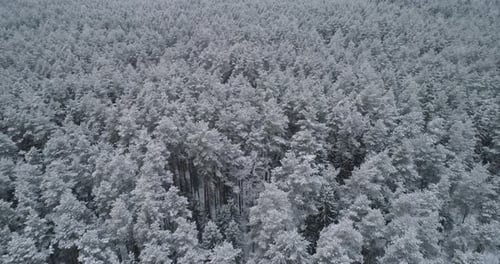 Winter Landscape Forest