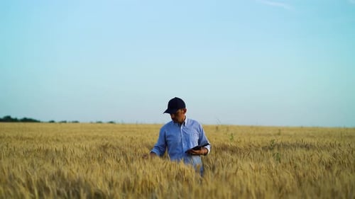 Farmland specialist examining crops in wheat field and making notes on tablet