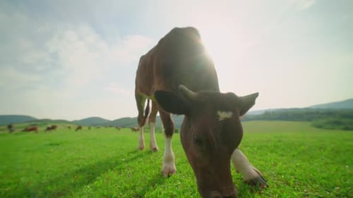 Closeup of a Dairy Cow Eating Grass in a Meadow in the Mountains