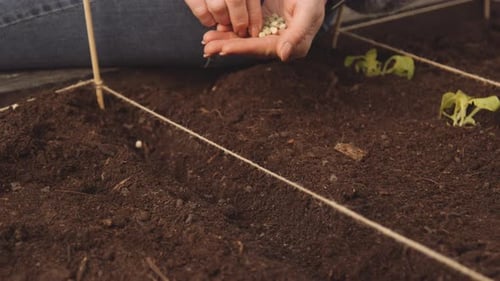 Hands Planting Seeds in Soil Partitioned With Twine