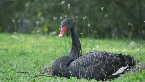 Black Swan, Cygnus Atratus. Large Waterbird Is Sitting on Grass.