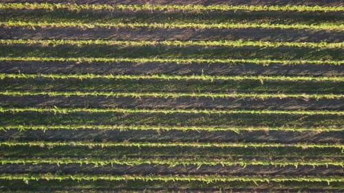 Luftaufnahme von Weinbergen, Feldplantagen bei Sonnenuntergang