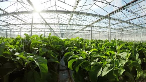 Row of green plants in greenhouse 4k