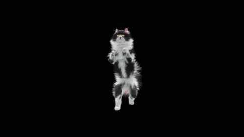 Katze Walking HD