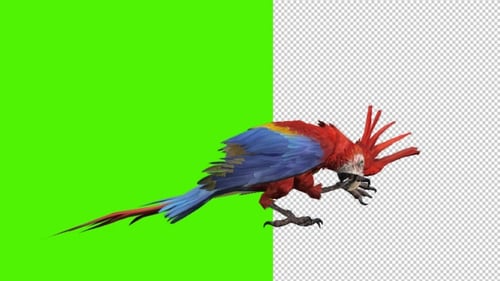 Parrot Circle Fly