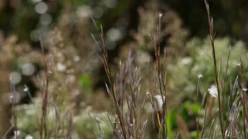 Naturaufnahmen und im Wind wiegende Vegetation