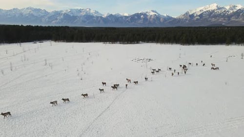 Herd of Elks Cervus Elaphus Sibiricus Grazing in Winter with Mountains at Background