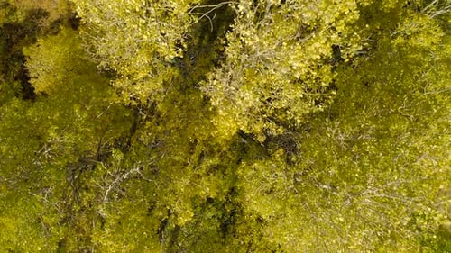 Top Down Survey Over the Yellow Trees. Natural Texture of Autumn Forest.