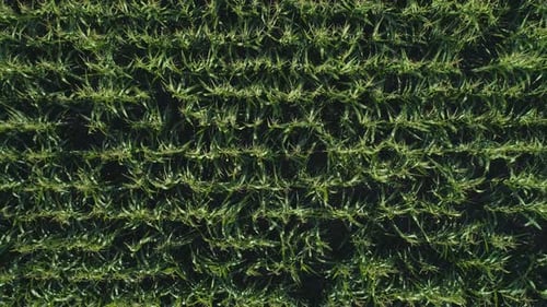 Aerial Drone Footage. Flying Over a Golden Corn Field in Beautiful Farmland. Top View