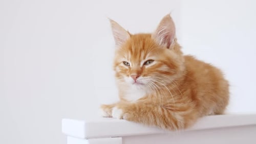 Sleepy Orange Kitten Resting Indoors on White Surface