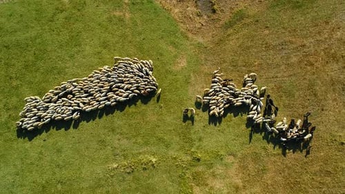 Sheep Herd Grazing On Pasture