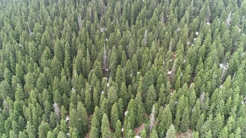 Pine Trees