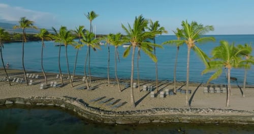 Palm Trees On Beach