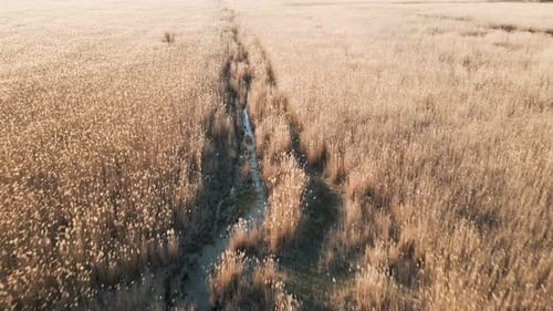 Aerial View of a Marshy Field with Reeds