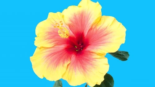 Yellow Red Hibiscus Open Its Flower in Time Lapse. Blooming Two Colored Plant Blossoms on a Blue