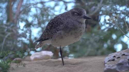 Vogel, der auf einem Fuß im Sand steht, blinkt.