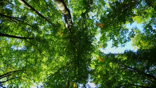 Looking Up Through Tree Canopy on Sunny Day